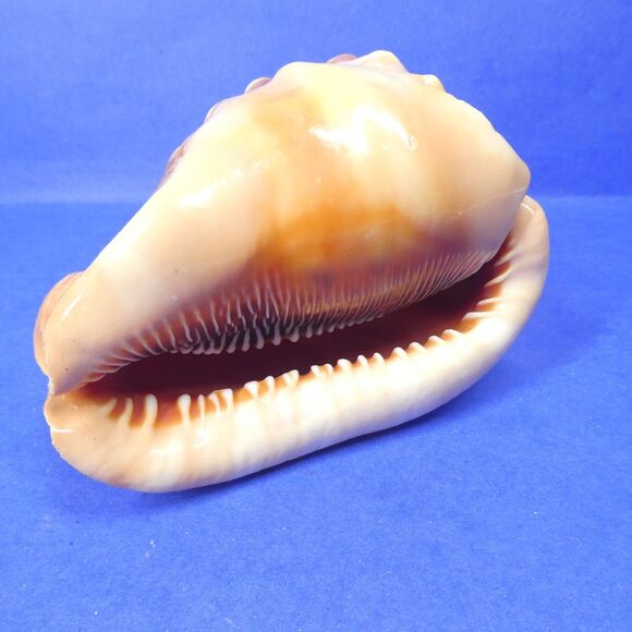 Cassis Cypraecassis Rufa African Bullmouth Helmet Conch Shell Seashell 4" 269g - Picture 8 of 11